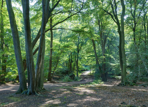 Epping_Forest_Centenary_Walk_2_-_Sept_2008